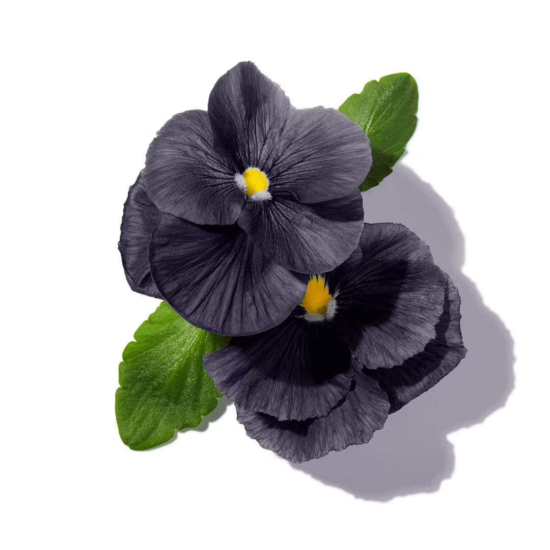 Buy Byredo Black Saffron Eau de Parfum Online In India at Scentira