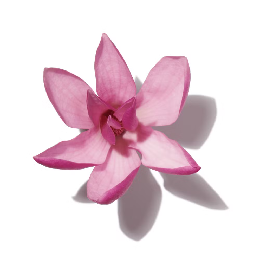 Buy Gucci Flora Gorgeous Magnolia Eau de Parfum Online In India at Scentira