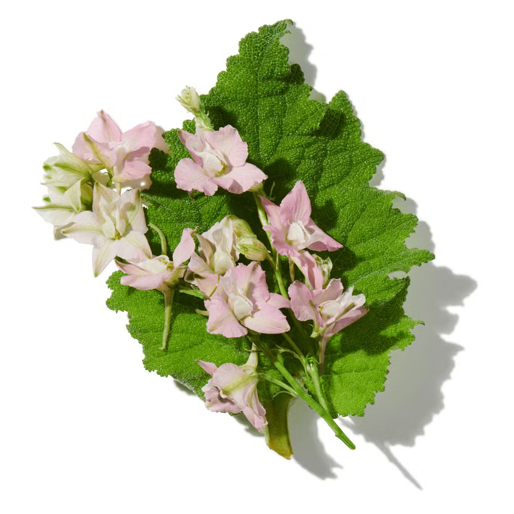 Buy Lattafa Khamrah Eau De Parfum Online In India at Scentira