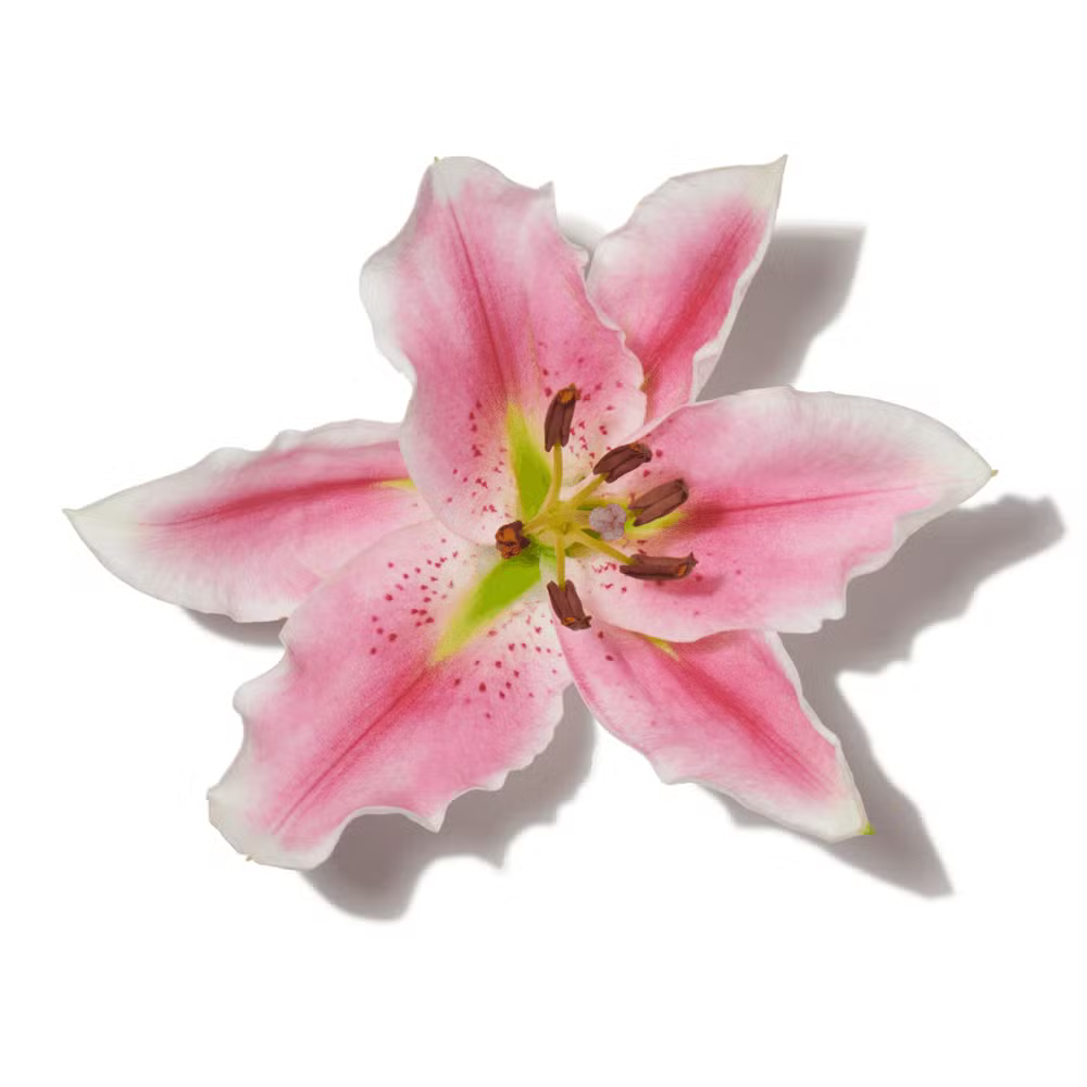 Buy Niche Perfumes Perfumes Online In India - Niche Perfumes Fragrances, Colognes & Scents