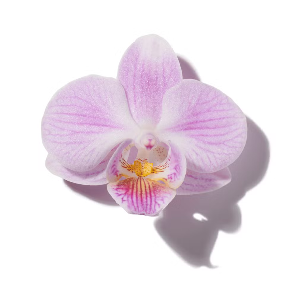 Buy Lattafa Haya Eau de Parfum Online In India at Scentira at Scentira