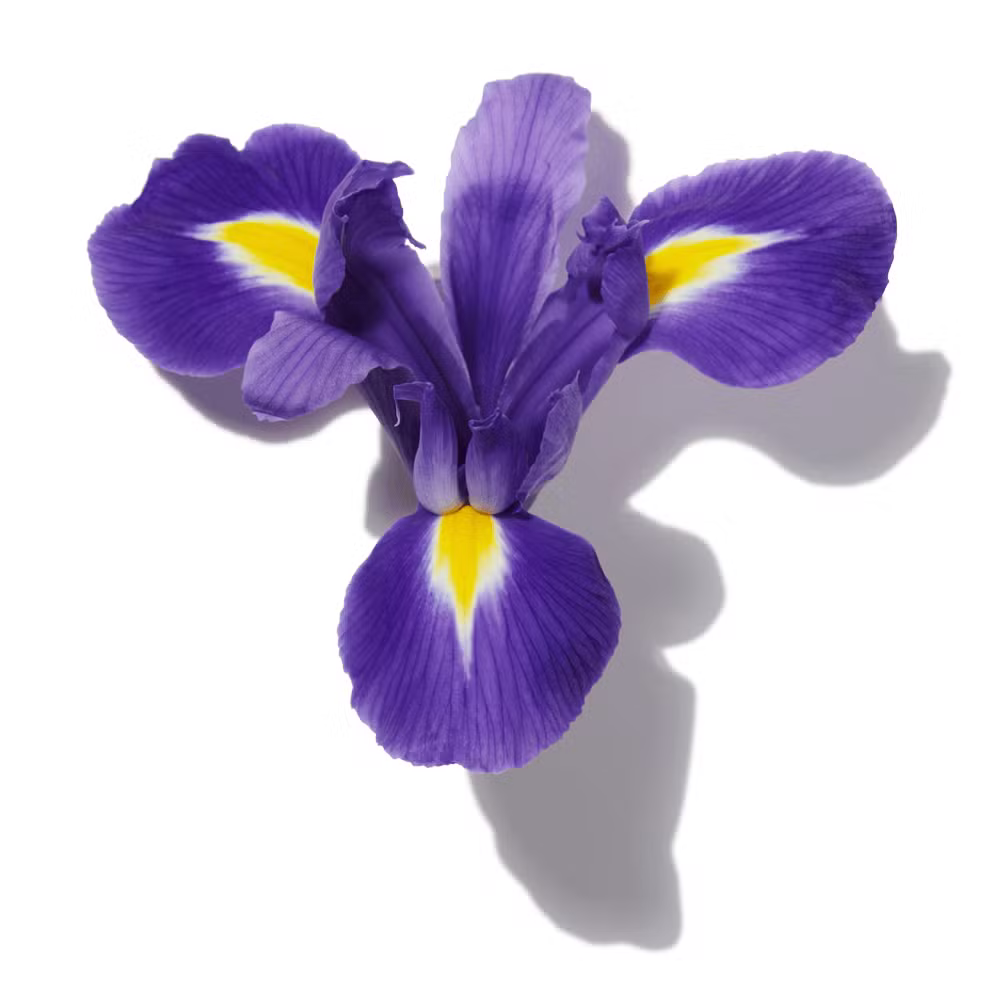 Buy Niche Perfumes Perfumes Online In India - Niche Perfumes Fragrances, Colognes & Scents