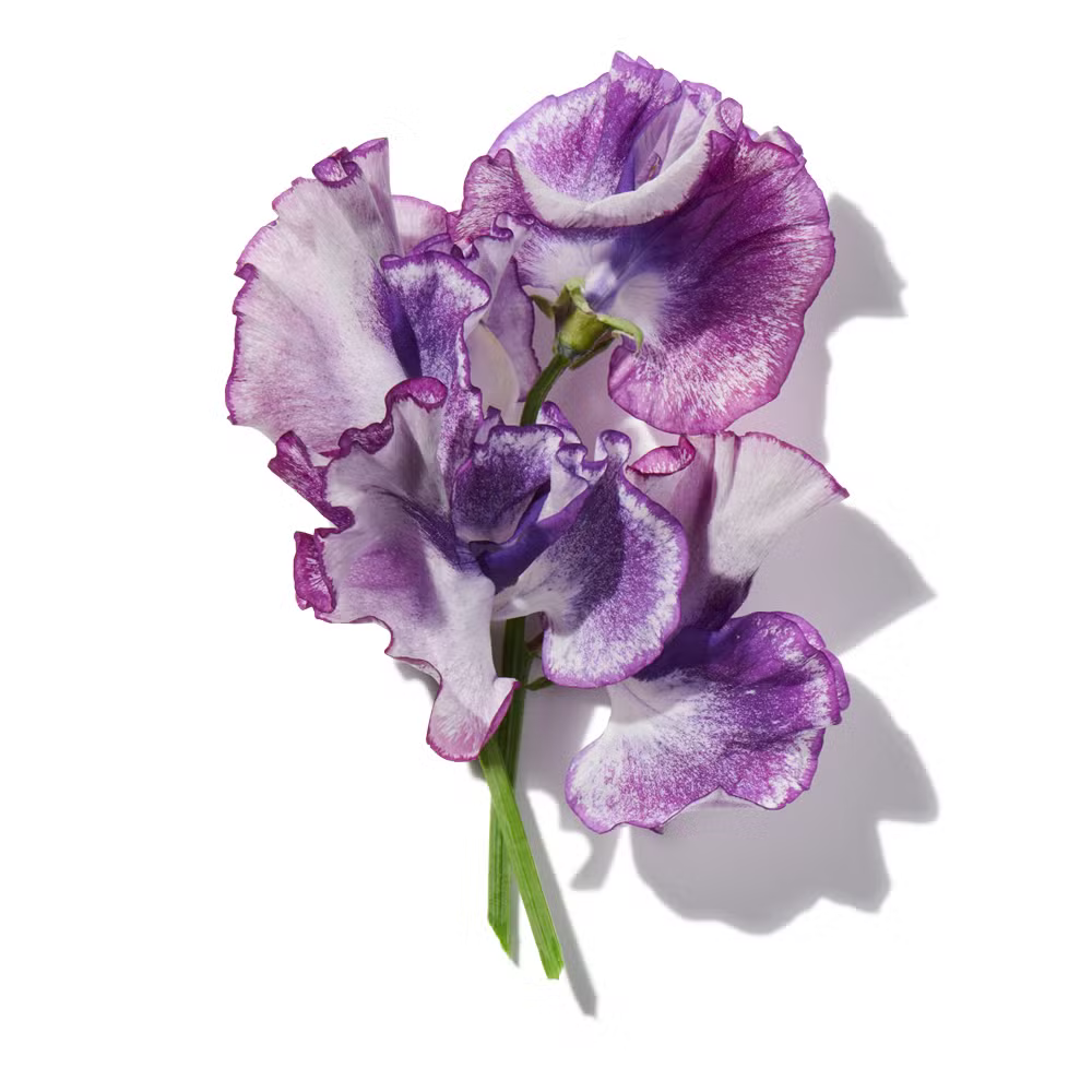 Buy Dior Miss Dior Blooming Powder Online In India at Scentira