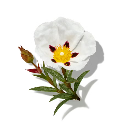 White Flowers