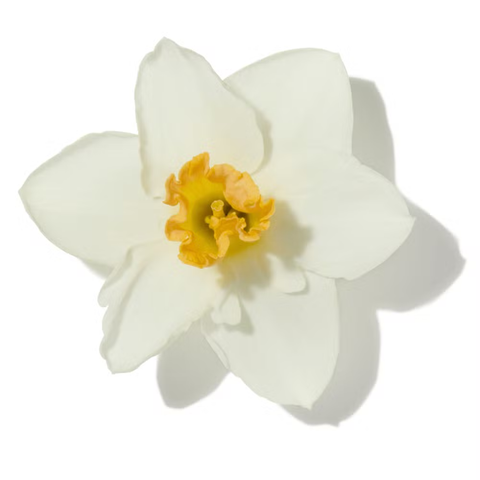 Cistus (Rock Rose)