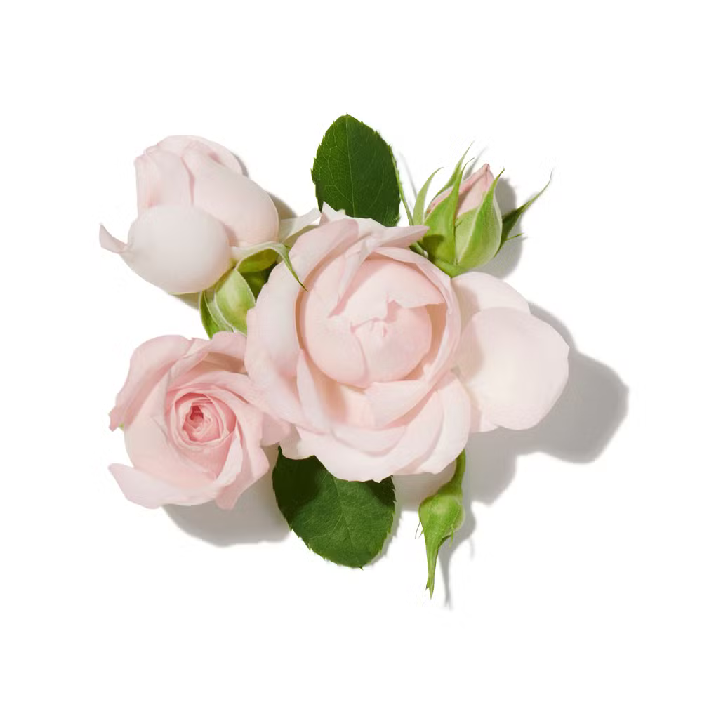 Buy Bvlgari  Rose Goldea Eau De Parfum Online In India at Scentira