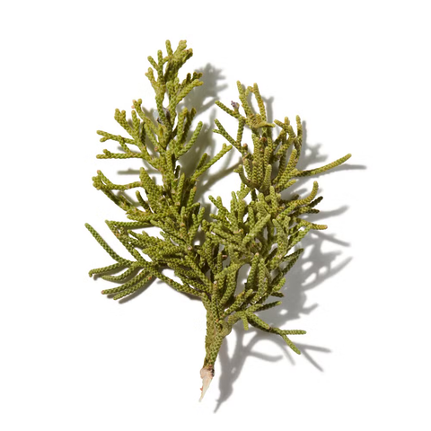 Fir Resin