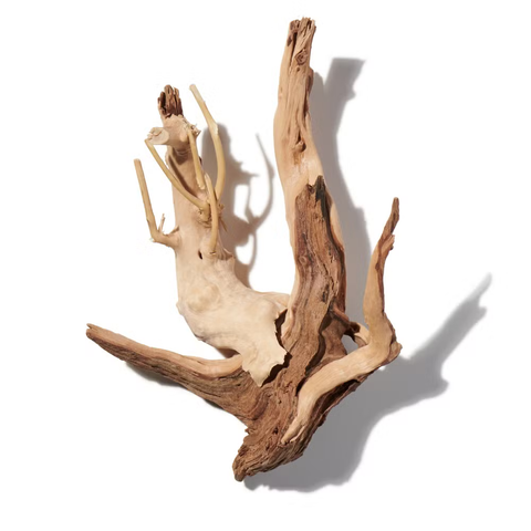 Woodsy Notes