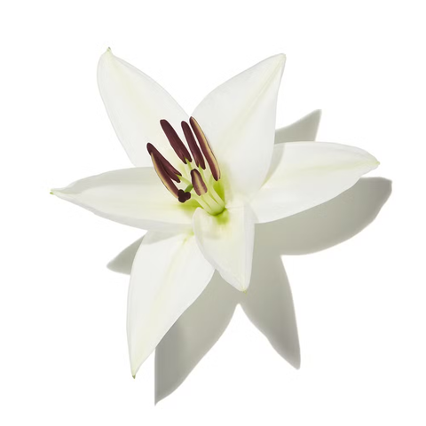 Lilly-of-the-valley