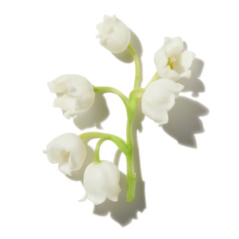 Lily-of-the-Valley
