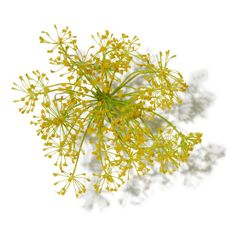 Lime Blossom