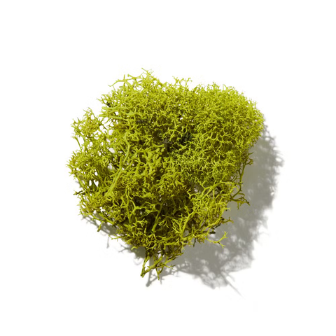 Oak Tree