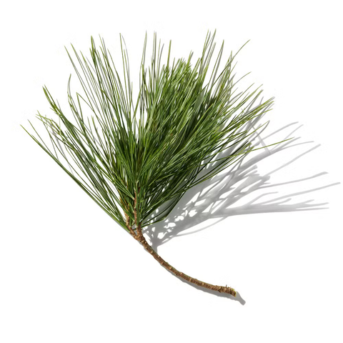 Redwood