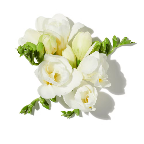 Floral Notes