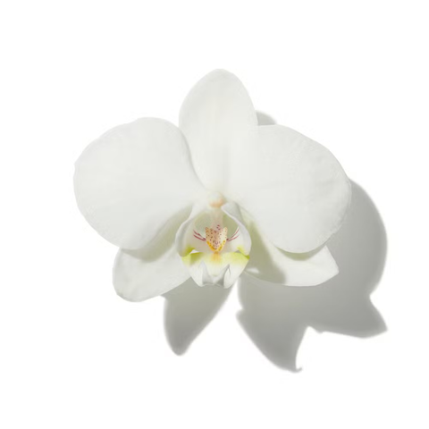 White Flowers