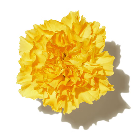 Marigold