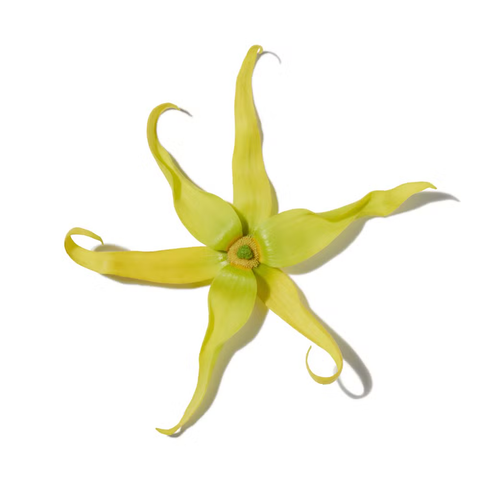 Ylang-Ylang